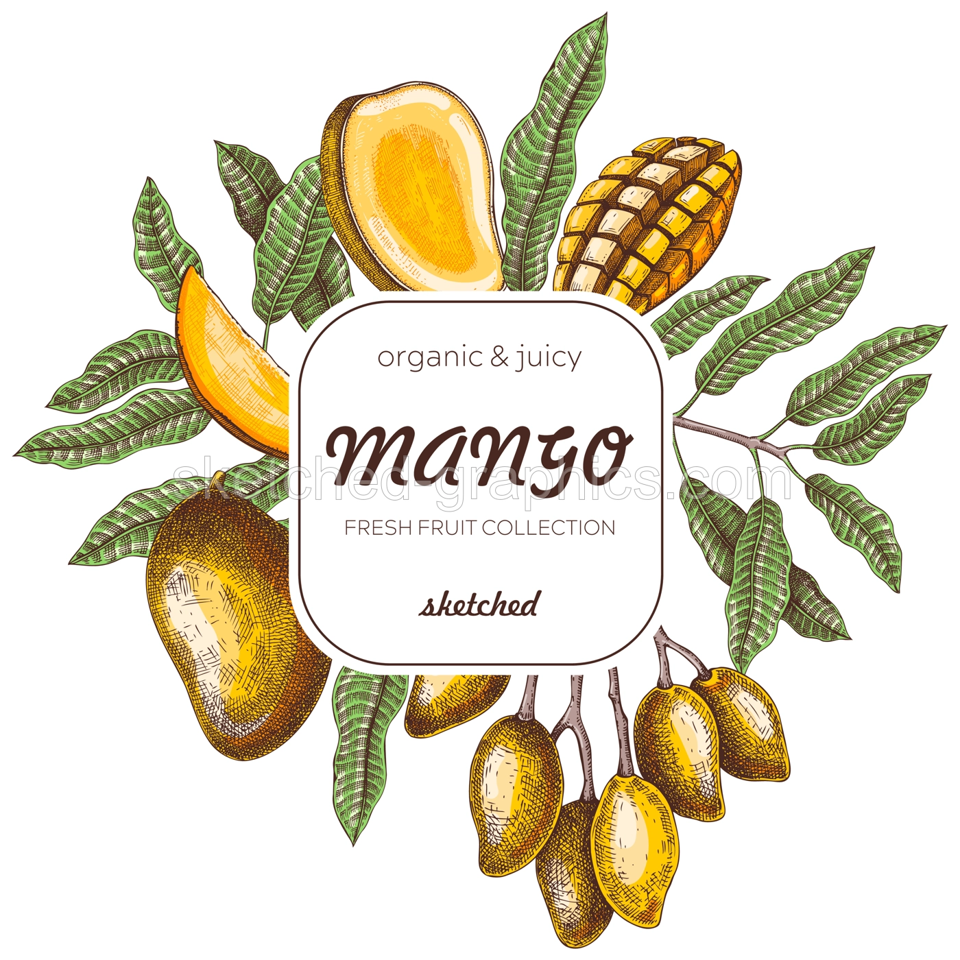 Summer background. Tropical fruit sketches. Mango hand-drawn vector illustration. Exotic plants frame. Juice packaging, invitation card template, print design. NOT AI generated Illustration